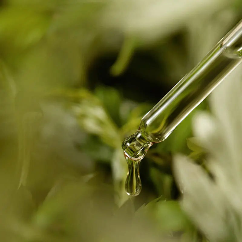 I'm from Mugwort Serum